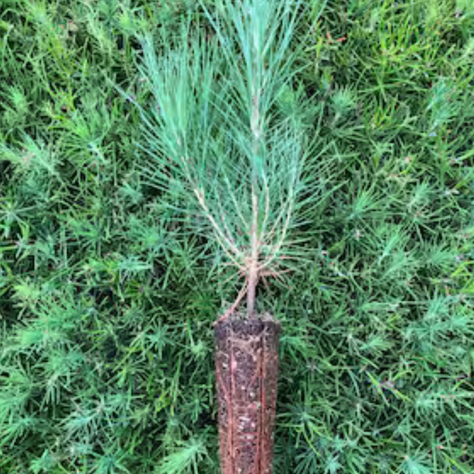 Loblolly Pine Tree Set of 2, Pinus taeda, 12-16 Inch Live Plants, Hardy for Zones 5-9, Landscaping, Reforestation