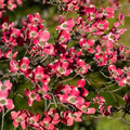 Cherokee Chief Dogwood Tree Live Plant 16+ Inches Red Flowering Deciduous Cornus florida Starter Plant