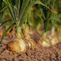 Texas Early Grano Onion Seeds Heirloom Vidalia Type Allium cepa 25+ Live Plant Starter Bulbs for Gardening