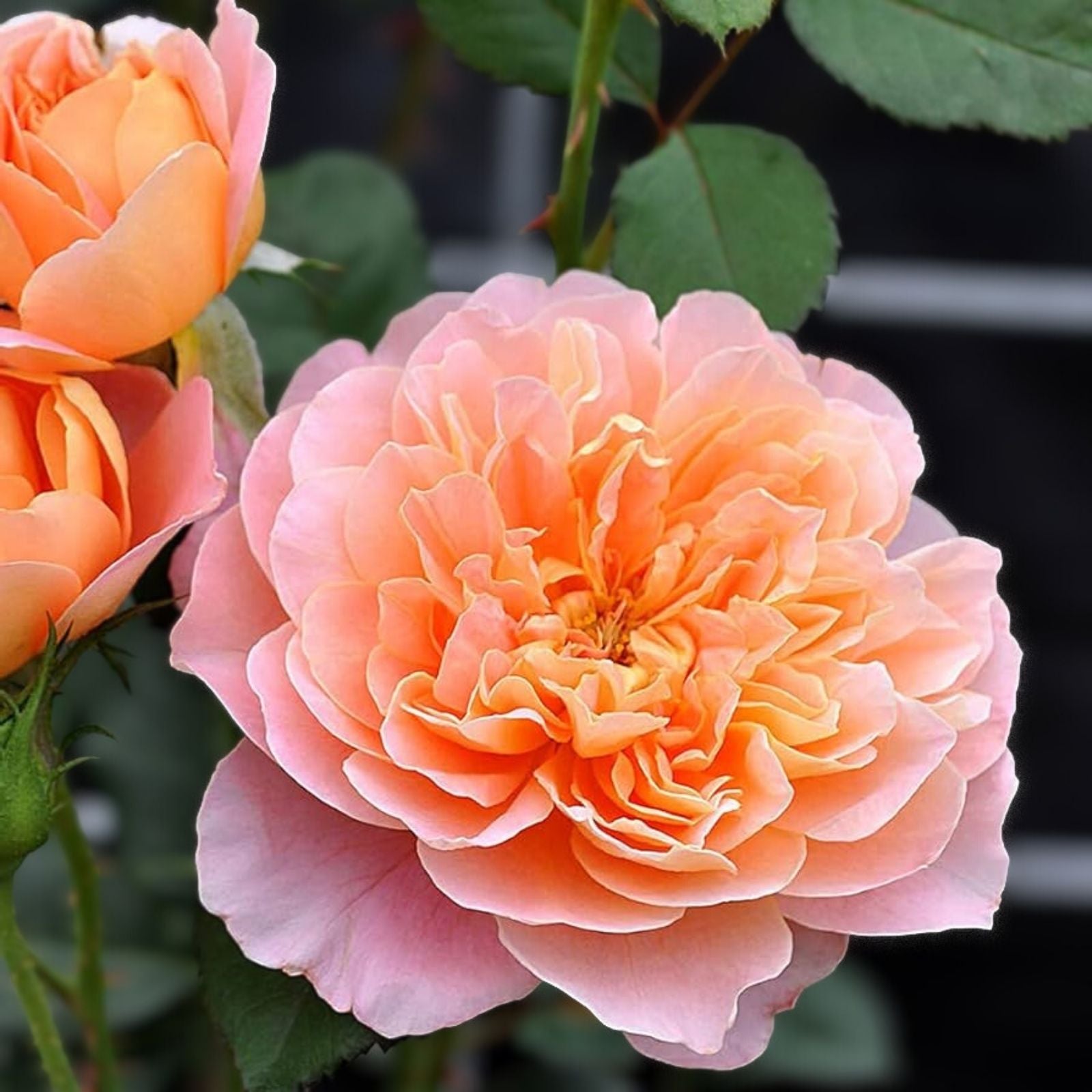 Heirloom Rose Cuttings The Impressionist™ 3 Stems Unrooted 5-8" Live Plant Garden Flower Starter