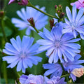 Chicory Wildflower Seeds 1 oz – Blue Flower Seeds for Planting, Pollinator-Friendly, Cichorium intybus, Fast Growing Seed Pack