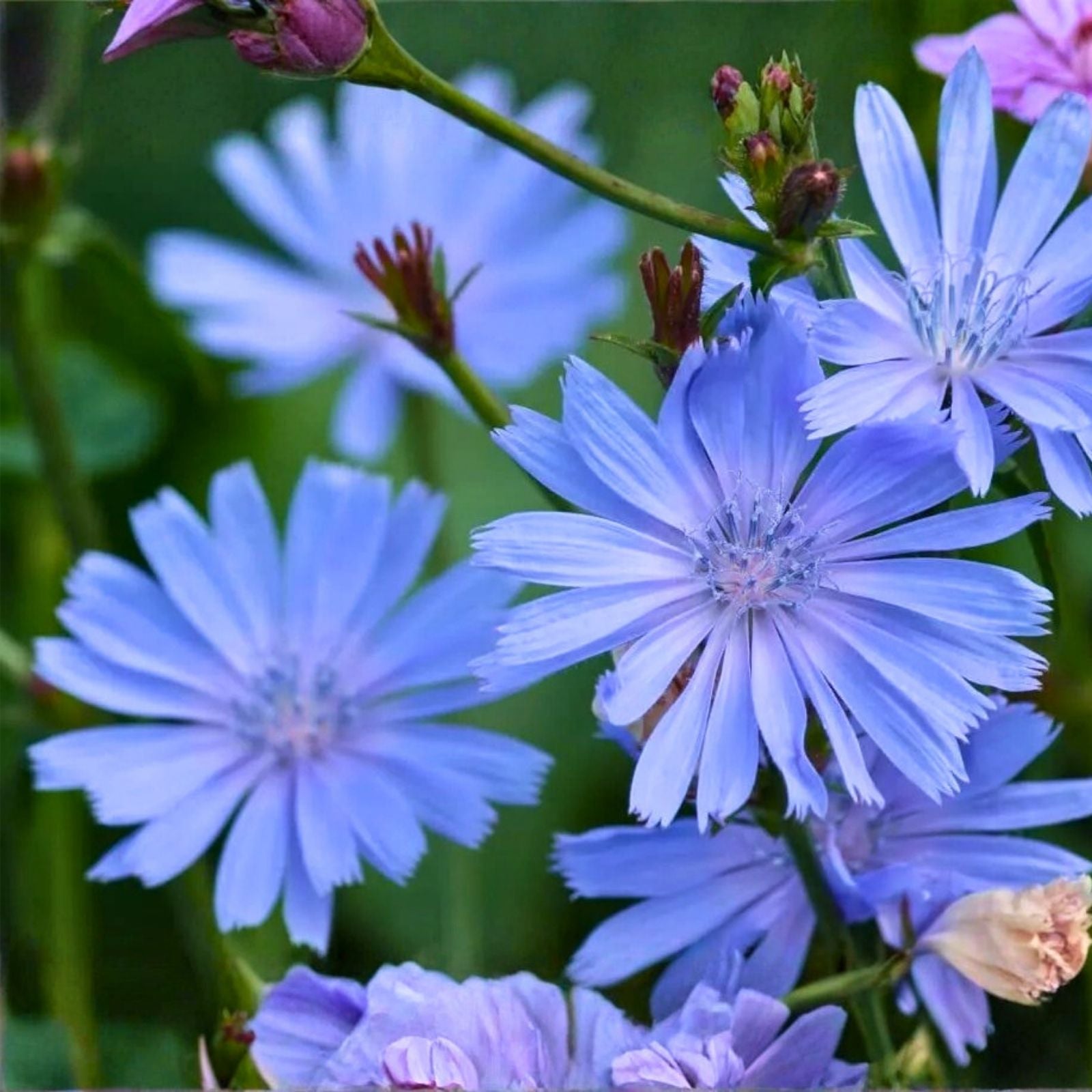 Chicory Wildflower Seeds 1 oz – Blue Flower Seeds for Planting, Pollinator-Friendly, Cichorium intybus, Fast Growing Seed Pack