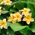 Hawaiian Plumeria Cutting 12-14" Yellow White Moililli Gold Plumeria rubra Tropical Flower Plant