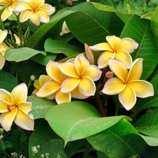 Hawaiian Plumeria Cutting 12-14" Yellow White Moililli Gold Plumeria rubra Tropical Flower Plant