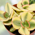 Succulent Plant Pair, Variegated Crassula Perforata, Live Houseplants, 1-inch Cutting, Easy Care, Indoor Plant, Starter Plant