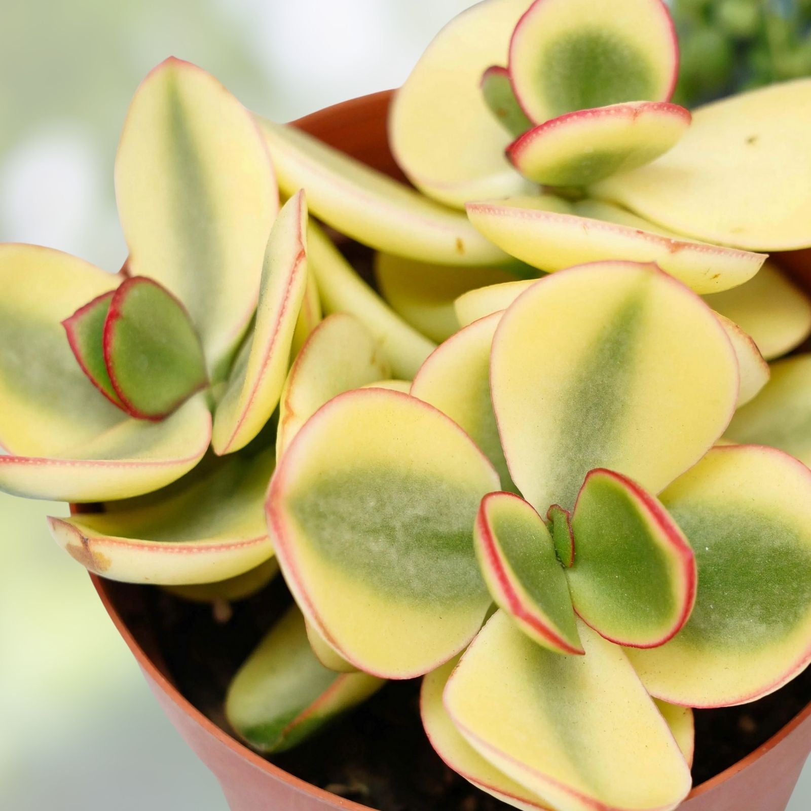 Succulent Plant Pair, Variegated Crassula Perforata, Live Houseplants, 1-inch Cutting, Easy Care, Indoor Plant, Starter Plant