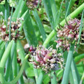Egyptian Walking Onion Live Starter Plants Allium x proliferum Perennial Bulb Onion Top-Set Zones 3-9