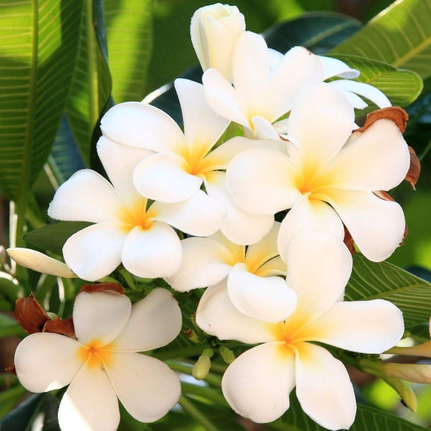 Plumeria Cuttings Vibrant Flowering Frangipani Plant Starter Live Houseplant Bare Root