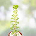 Rare Pereskia portulacifolia Cacti Plant 2" Succulent Bonsai Desert Plant Live Houseplant Cutting