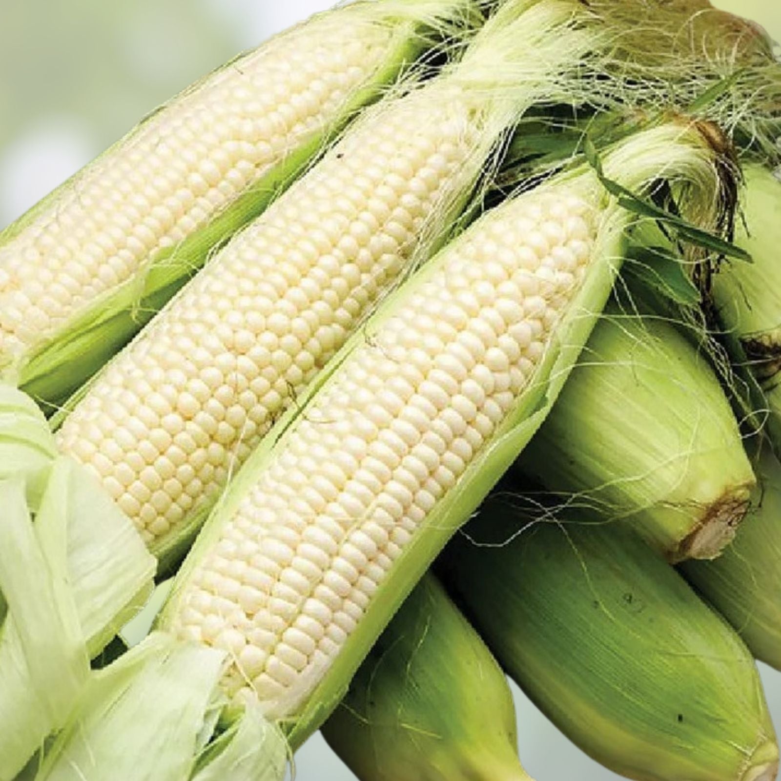 Heirloom Golden Bantam Sweet Corn Seeds – Non-GMO Organic, 50+ Seeds, Zea mays, Vegetable Garden Planting, Starter Plant, Live Seed