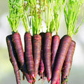 Purple Haze Carrot Seeds 500+ Non-GMO Vegetable Seeds, Daucus carota, Sweet Hybrid, Starter Plant, Live Seedling, Garden, Organic