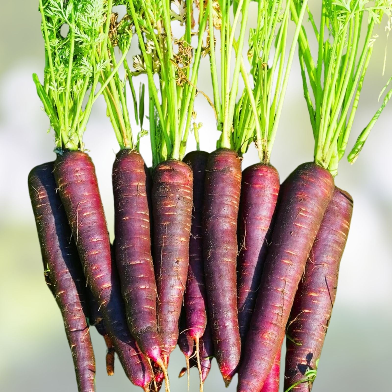 Purple Haze Carrot Seeds 500+ Non-GMO Vegetable Seeds, Daucus carota, Sweet Hybrid, Starter Plant, Live Seedling, Garden, Organic