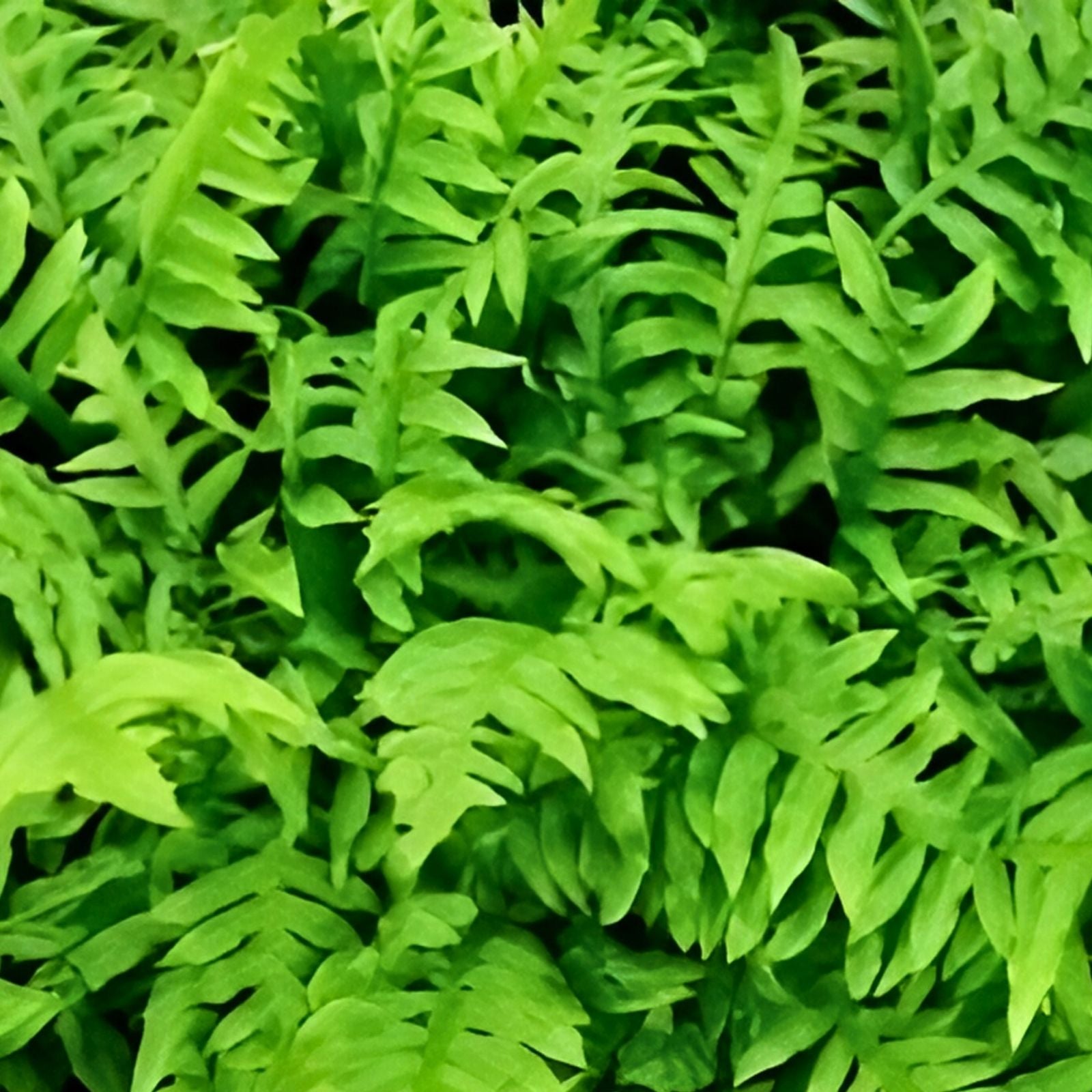 Netted Chain Fern Live Bundle 10-Pack – Rare Shade Plant, Woodwardia areolata, Indoor Garden Ferns, Live Plant, Houseplant, Fern Cutting