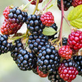 Wild Blackberry Bush Cuttings Set of 12 | Rubus fruticosus | Live Plant, Bare Root, Gardening, Landscaping, Starter Plant