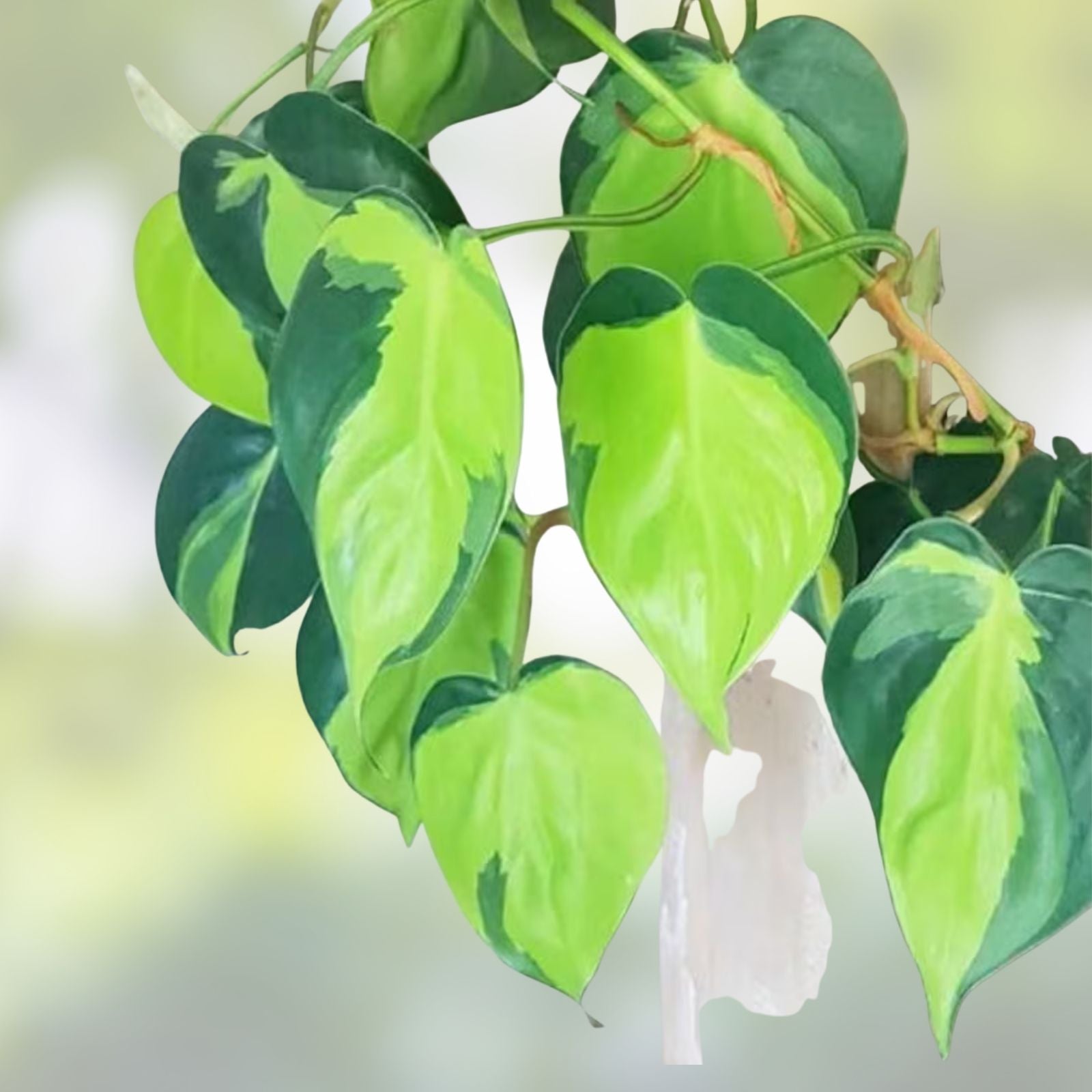 Philodendron Brasil Variegated Trailing Houseplant Cuttings 4 Stem Propagation Set, Live Plant, Houseplant, Indoor Plant, Starter Plant
