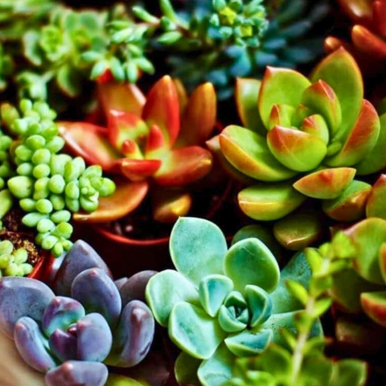 Assorted Succulent Cuttings Set of 20 | Colorful Healthy Succulents for Planting, Home Decor, Live Plants, Houseplants, Garden