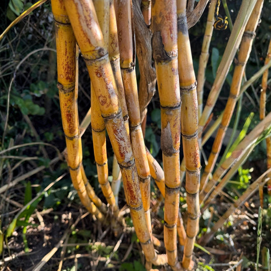 Organic Sugar Cane Cuttings San Diego Yellow Saccharum officinarum Live Plant Non-GMO Starter Plant