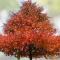 Wildfire Black Tupelo Tree Seeds 10 Pack Nyssa sylvatica Edible Medicinal Native Hardwood Tree Starter Plants