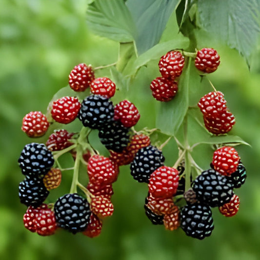 Southern Blackberry Plant Rubus fruticosus 2-3ft Live Bare Root Thornless Bush Fast Growing Houseplant