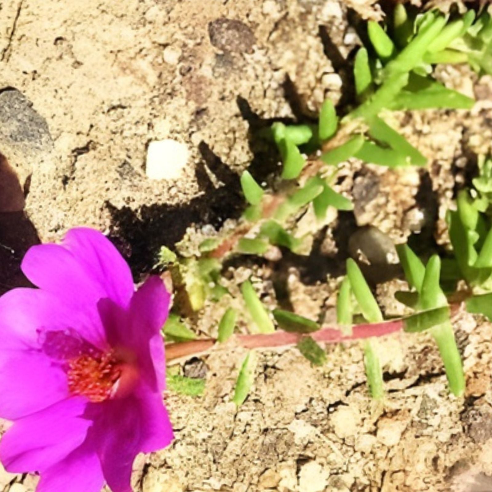Portulaca Gilliesii Purple Rice Succulent Plant 2 Inch - Drought Tolerant, Easy Care, Ornamental Garden Decor