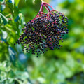 Elderberry Cuttings Sambucus nigra Live Plant Bare Root Starter Tree for Growing