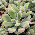 Echeveria Pulvinata Cuttings – Live Fuzzy Red Succulents – Succulent Plant Propagation Starter Kit