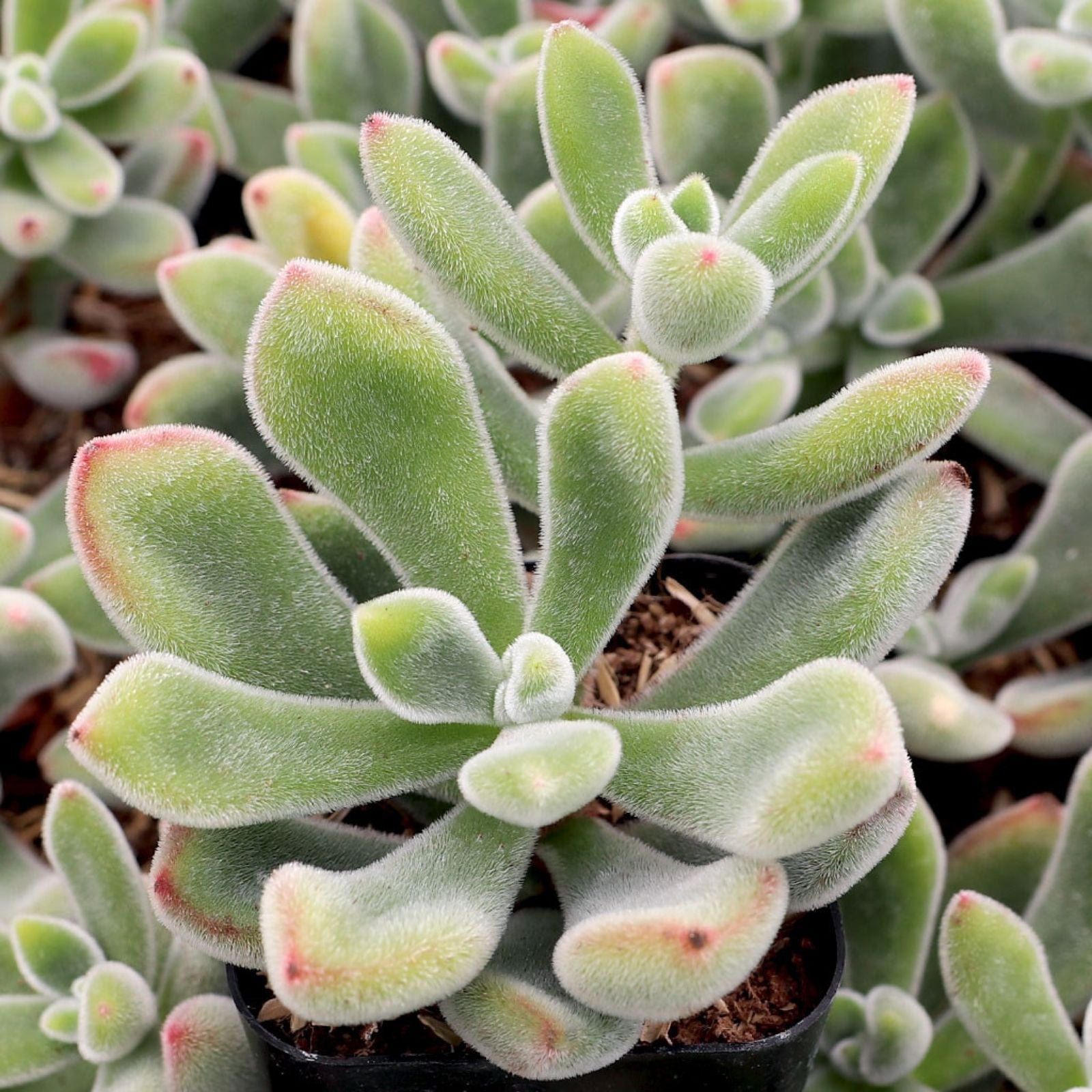 Echeveria Pulvinata Cuttings – Live Fuzzy Red Succulents – Succulent Plant Propagation Starter Kit
