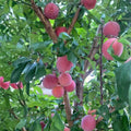 Emerald Grenade Sweet Pluot Triple Pack – 15 Scions – Edible Fruit Tree Grafting – Pluerry Fruit Tree Variety – Fast Growing