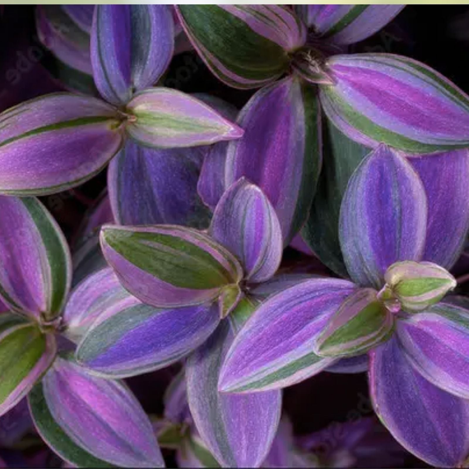 Wandering Jew Cuttings 5 Pieces Tradescantia Albiflora Indoor Houseplant Propagation Live Plant