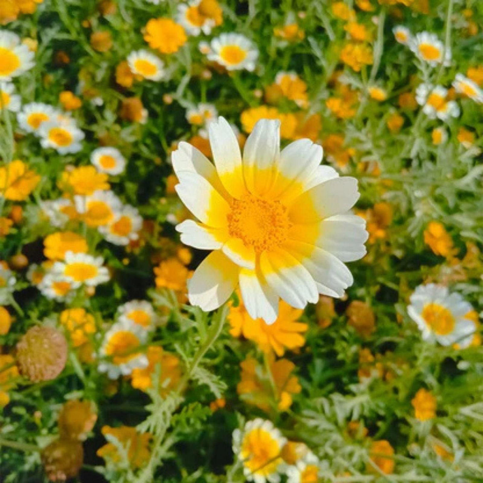 Garland Daisy Seeds Bright Yellow Asteraceae Flower Seeds 100+ Blossoms Garden Plant Starter
