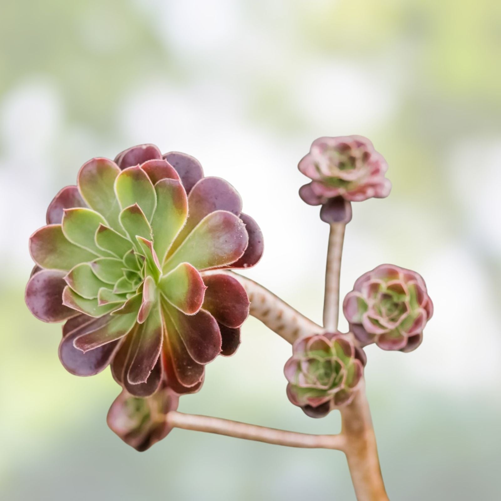 10 Piece Aeonium Succulent Cuttings, Live Plants, Indoor Outdoor Garden Decor, 3 Inches+ Starter Plants