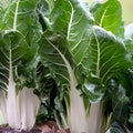 Swiss Chard Seeds Large White Ribbed Heirloom Non-GMO Leaf Vegetable Garden Plant 500 Seeds Beta vulgaris subsp. cicla