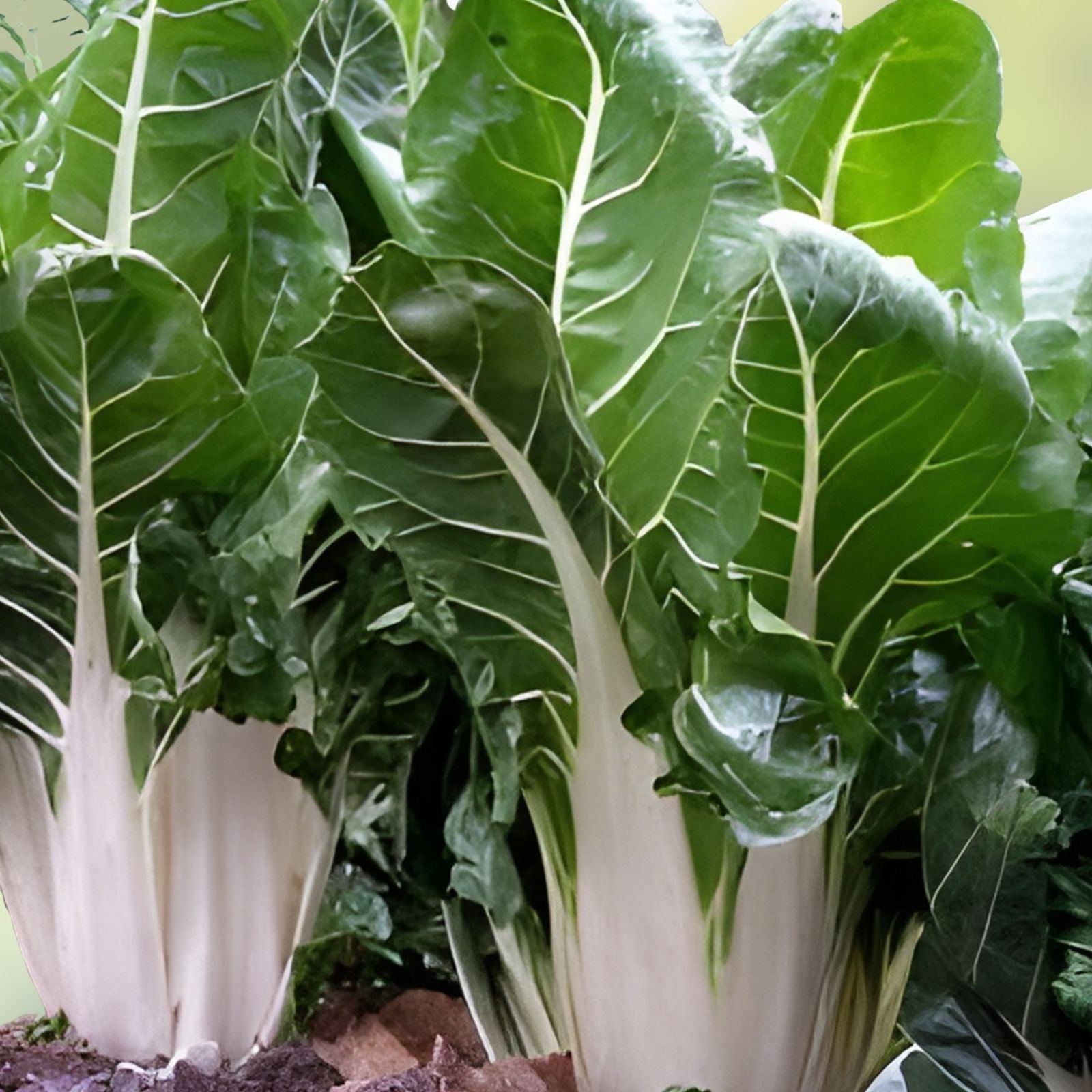 Swiss Chard Seeds Large White Ribbed Heirloom Non-GMO Leaf Vegetable Garden Plant 500 Seeds Beta vulgaris subsp. cicla