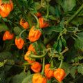 Danvers Half Long Carrot Seeds Heirloom Variety 50+ Live Plant Starter Bare Root Salad Garden