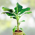 Pisang Ceylon Banana Tree Starter Plant Musa Acuminata Tropical Fruit Plant Live Houseplant Small Rooted
