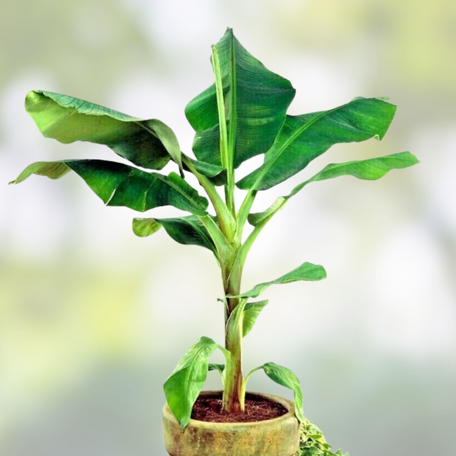 Pisang Ceylon Banana Tree Starter Plant Musa Acuminata Tropical Fruit Plant Live Houseplant Small Rooted