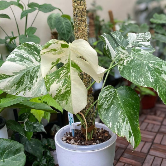 Monstera Albo Borsigiana Cutting, Variegated Houseplant, Live Rooted Plant, Rare Monstera Deliciosa Var. Albo