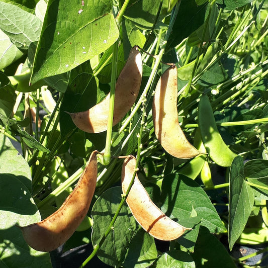 Lima Bean Seeds Henderson Bush Non-GMO Organic Phaseolus lunatus Vegetable Starter Plants 500+