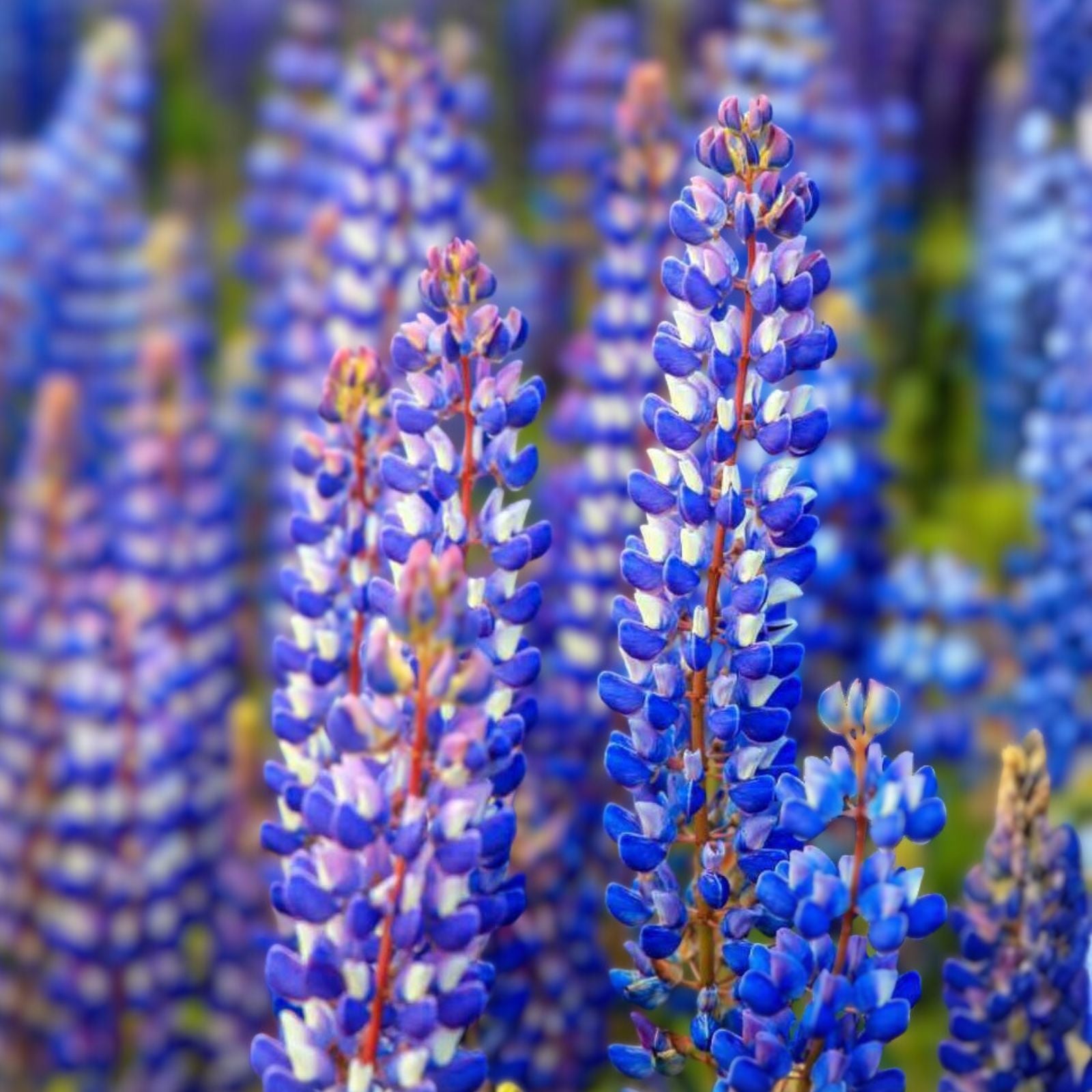 Arroyo Lupine Seeds 500 Pack - Purple Lupinus succulentus Pollinator Garden Plant Seeds, Live Plant, Cutting, Bare Root, Starter Plant