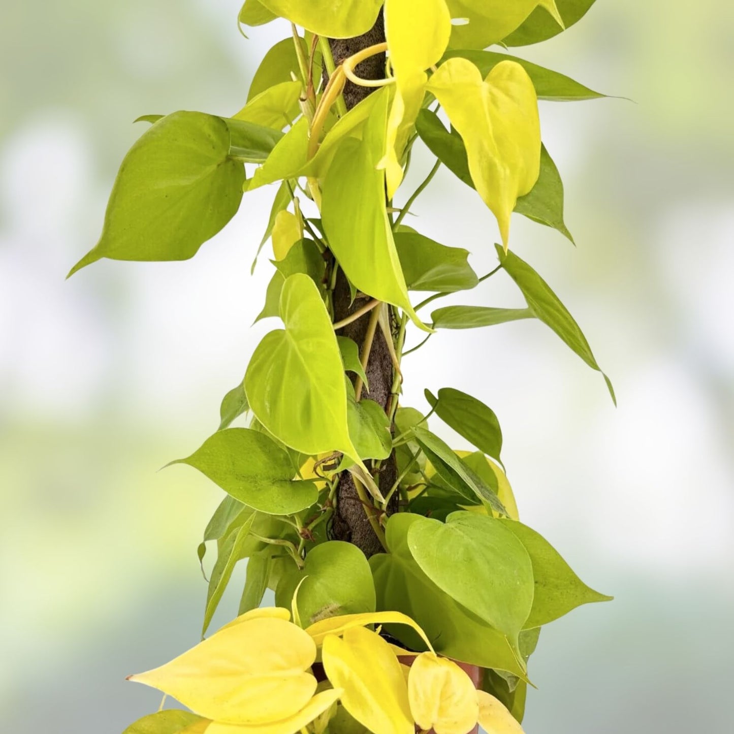 Neon Pothos Cuttings Lemon Lime Varieties, Philodendron aureum, Live Houseplant, Indoor Plant, Green Plant, Starter Plant