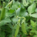 Sugar Snap Pea Seeds Heirloom Non-GMO Edible Pods Vegetable Garden Pisum sativum 100+ Starter Plants