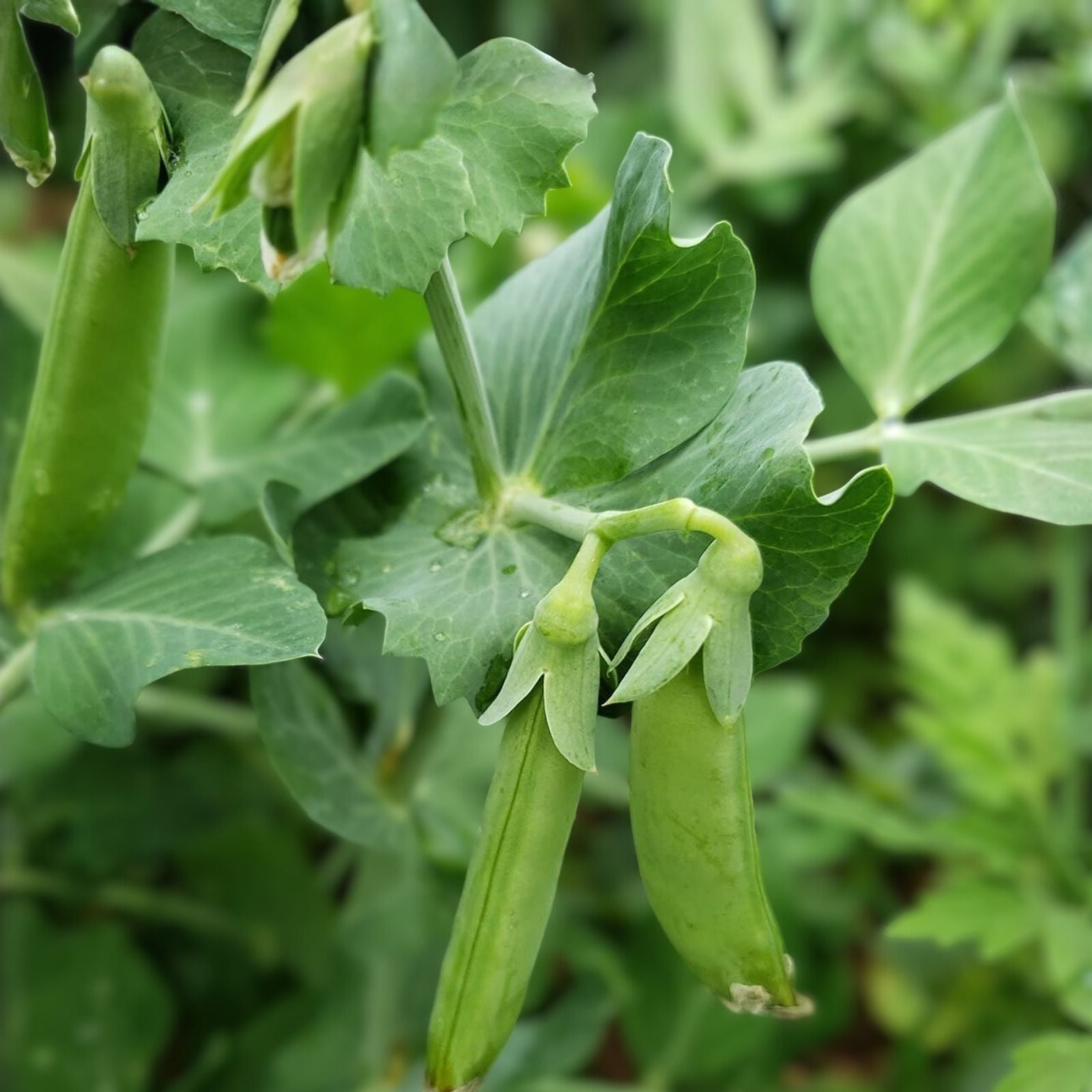 Sugar Snap Pea Seeds Heirloom Non-GMO Edible Pods Vegetable Garden Pisum sativum 100+ Starter Plants