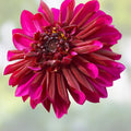 Purple Haze Dahlia Bulb Tuber Anemone Flower Live Plant Pollinator Friendly Pink Red Rosea