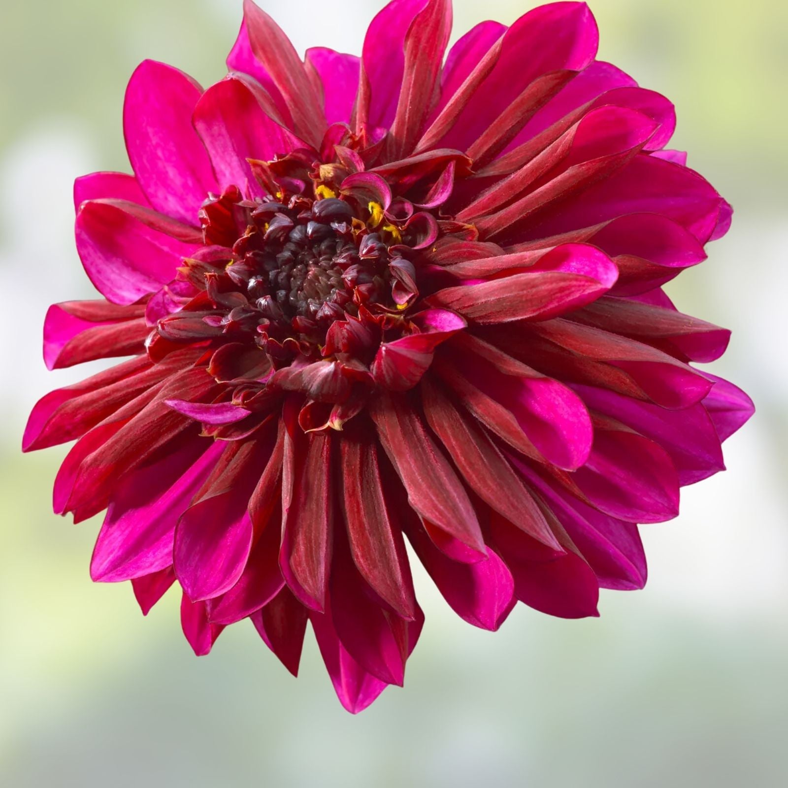 Purple Haze Dahlia Bulb Tuber Anemone Flower Live Plant Pollinator Friendly Pink Red Rosea