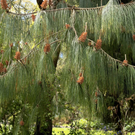Mexican Weeping Pine Tree Seeds 30 Count – Pinus patula Native Evergreen Seeds for Planting, Easy to Grow