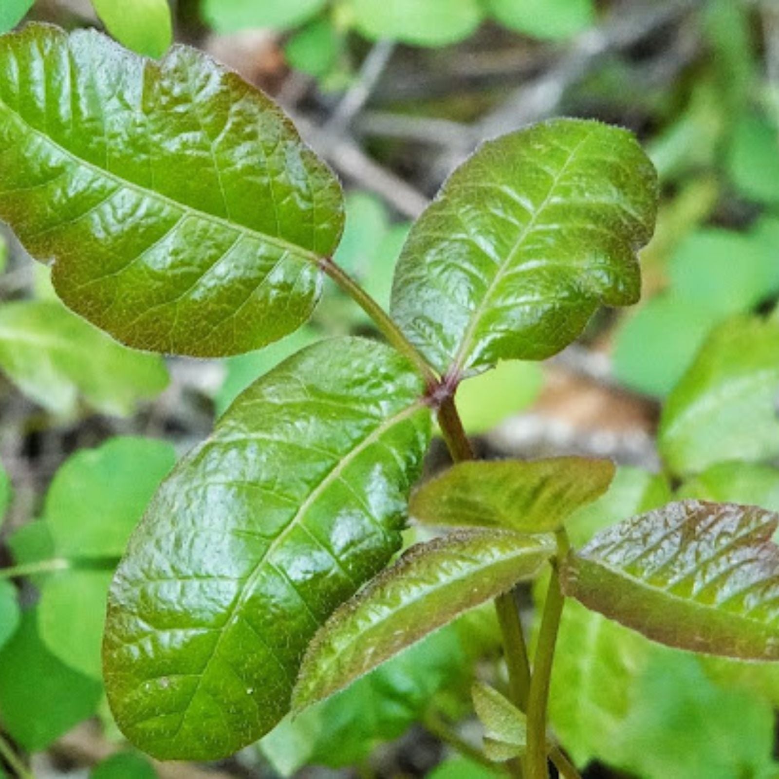 Poison Oak Branch Clippings 6 Pack 12" Toxicodendron diversilobum Live Plant Toxic Plant Cutting