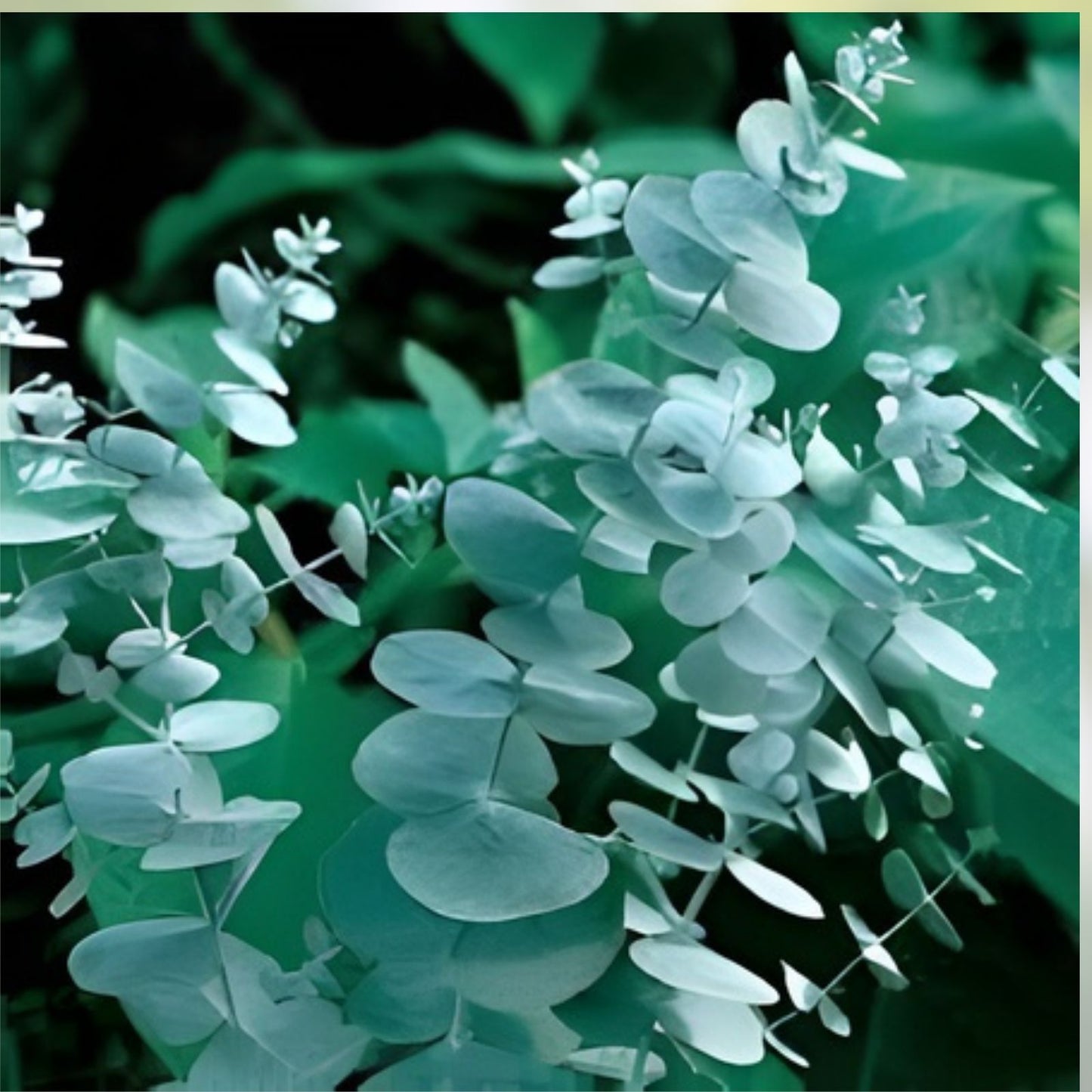 Eucalyptus Silver Dollar Seeds 250 Count - Aromatic Drought-Tolerant Eucalyptus cinerea Live Plant Cutting
