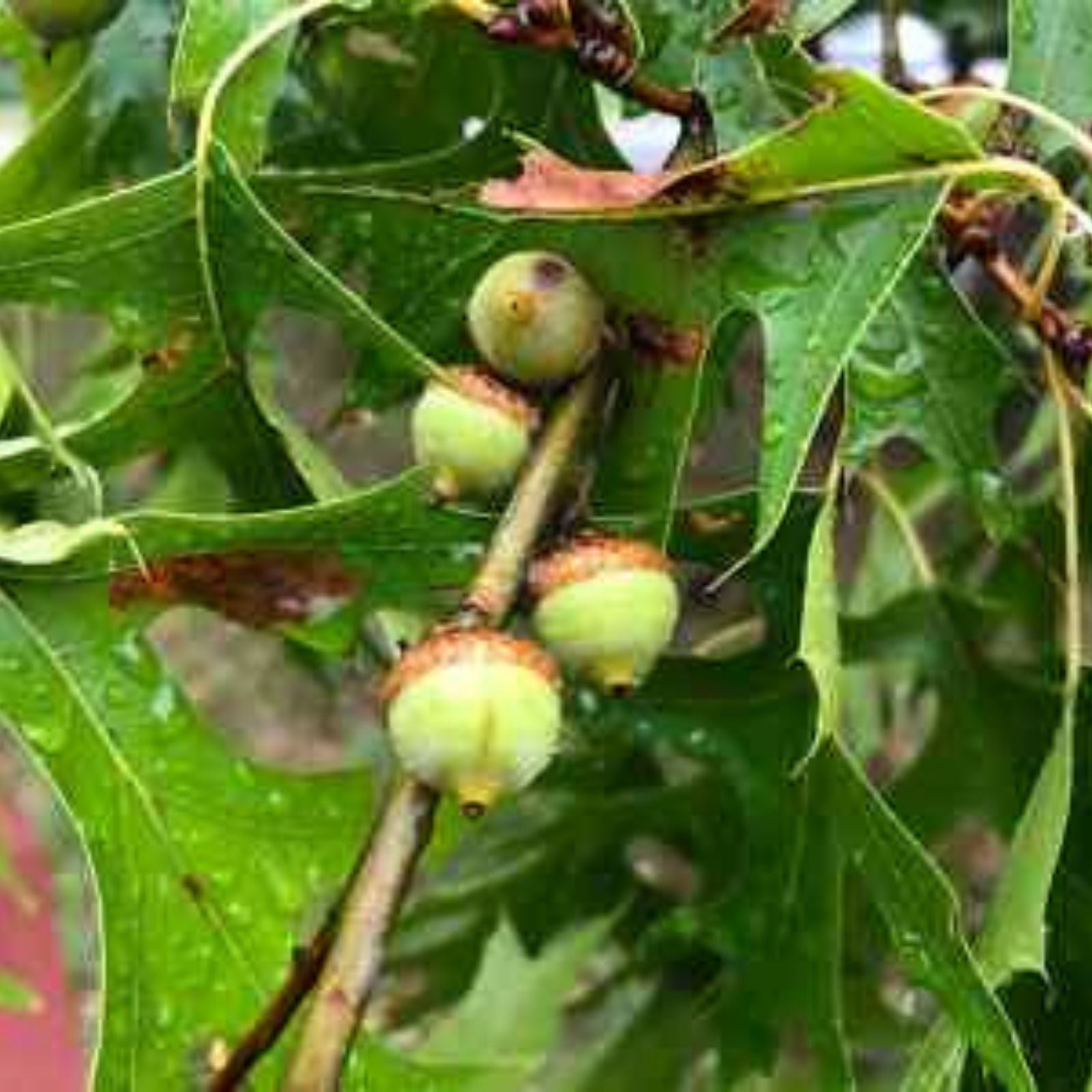 Pin Oak Tree Seedling Bare Root 4-8" Quercus palustris Native Hardwood Live Plant