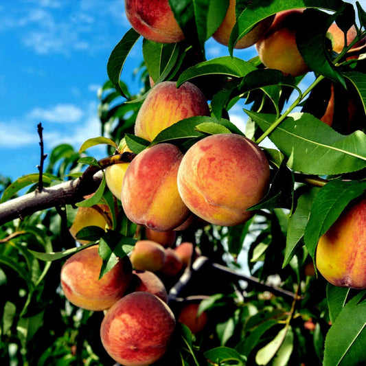 Nemaguard Peach Tree Cuttings 10 Pack Grafting Ready Prunus persica Fruit Tree Live Starter