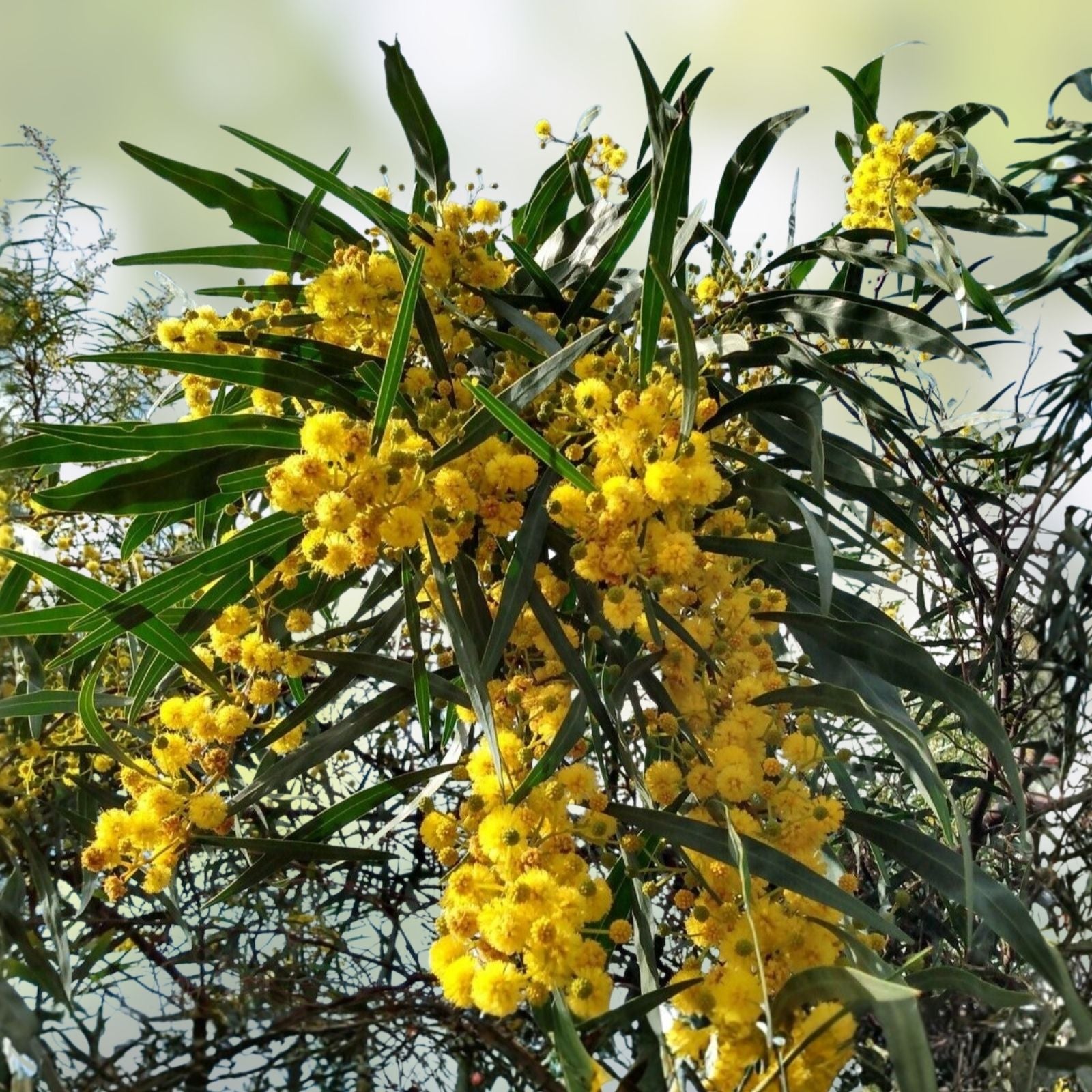 Acacia Saligna Seeds Golden Wreath Wattle Tree Live Plant 25 Seeds Australian Native Mimosa Tree